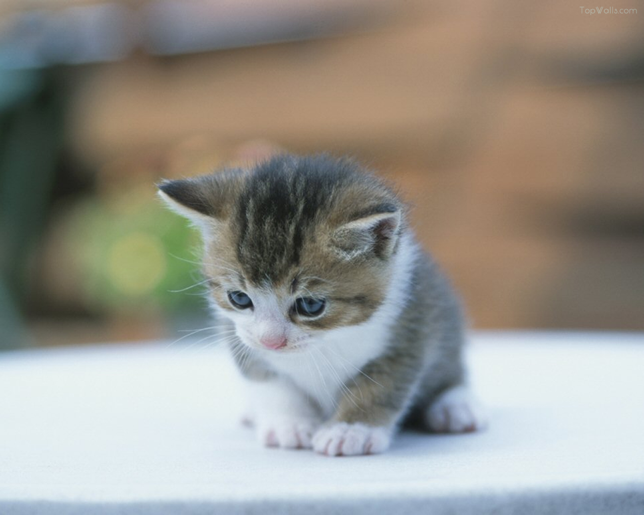 Foto Anak Kucing Lucu Dan Imut Terbaru Display Picture Lucu